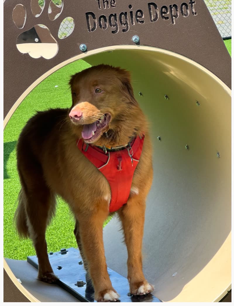 A red-coated dog in a play tunnel on artificial grass in the daycare yard
