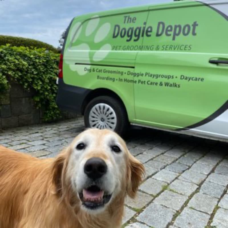 A golden retriever grinning on the cobbled drive beside the Doggie Depot grooming van