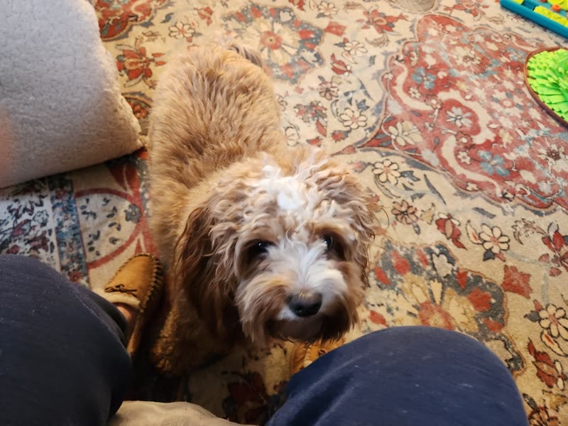A shaggy brown-and-white labradoodle sitting on a patterned rug looking up at someone's knee