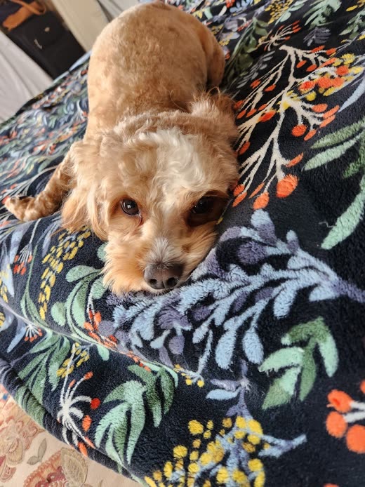 An apricot cockapoo looking up from a floral blanket after a groom