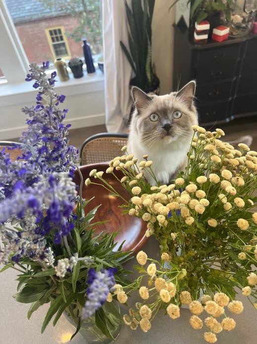 A pale-eyed ragdoll-type cat sitting by a window with flowers