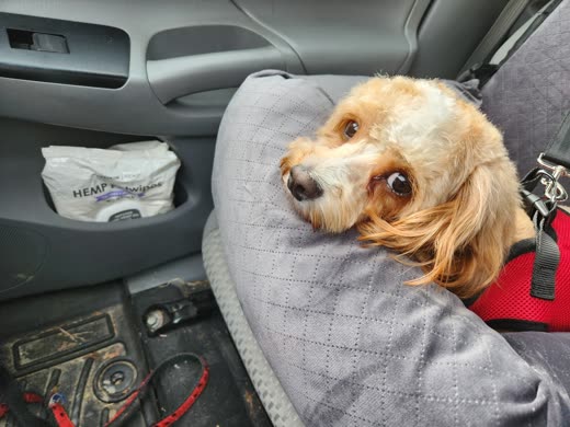 A cream cockapoo harnessed into the passenger seat on a pet taxi run