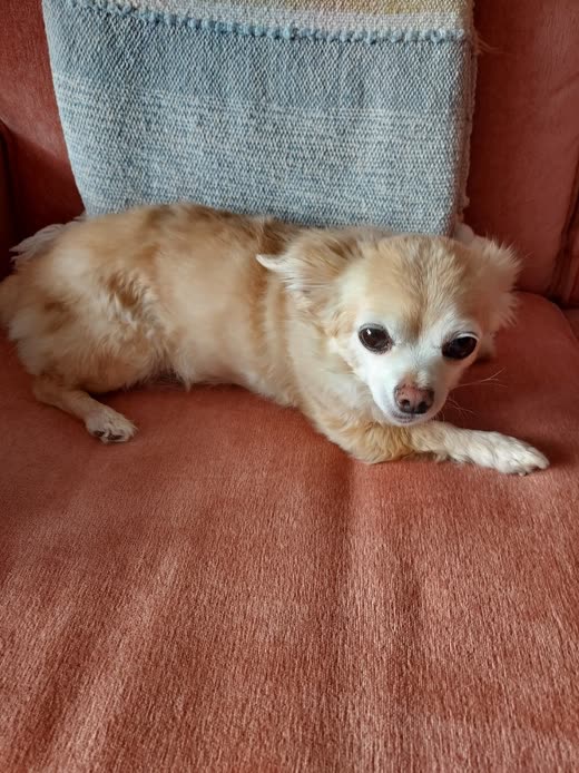 A small cream long-haired chihuahua curled up on a rust-orange armchair