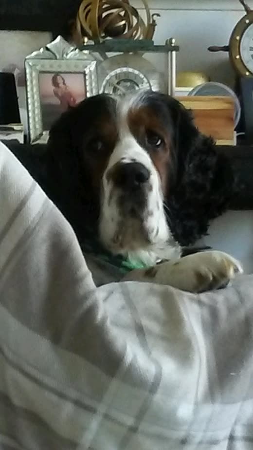 A black-and-white spaniel tucked under a cream blanket at home